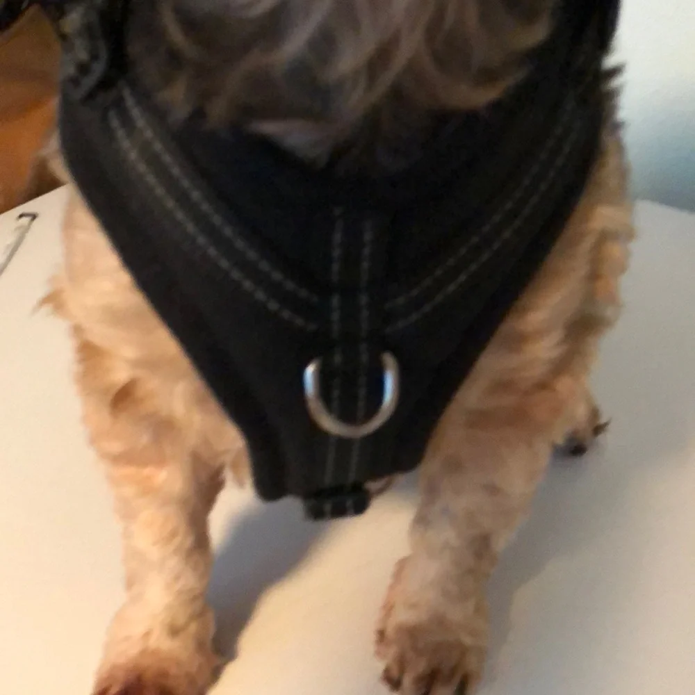 BOGO Dog Harness Black